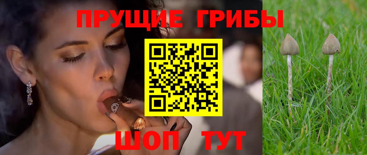 хочу   Псилоцибиновые грибы MAGIC MUSHROOMS  Вход с VPN  Азнакаево 